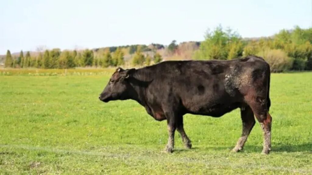 黒毛和種 – Kuroge Washu (Wagyu lông đen)